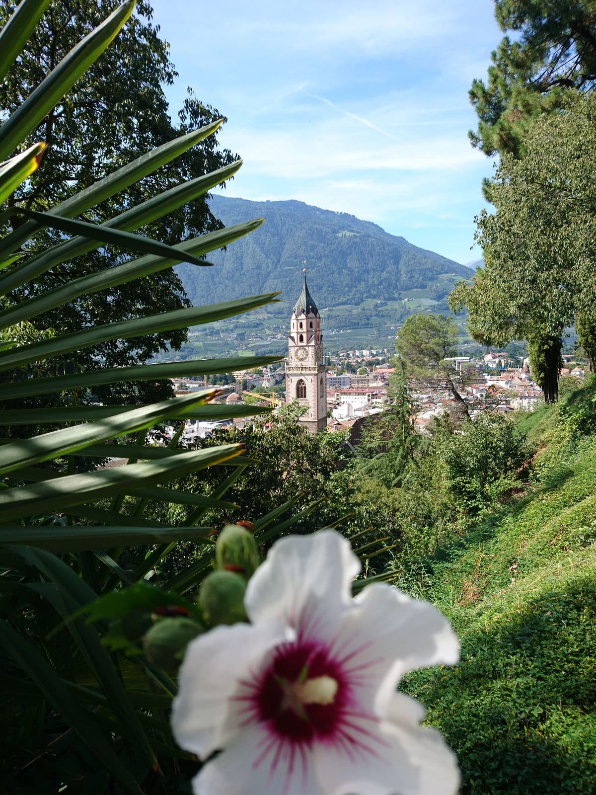 Eine Hibiskusblüte und Palmwedel über den Dächern von Meran, im Hintergrund der Kirchturm.